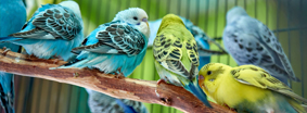 blue and yellow birds