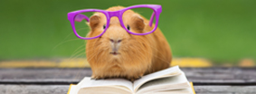 Hamster
