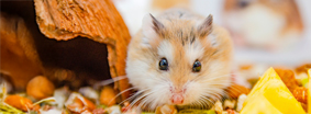 Hamster
