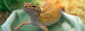 Leopard Gecko