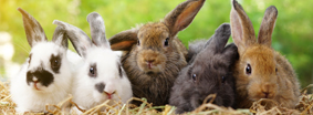 Bunnies
