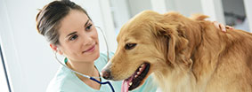 Veterinarian examines dog 